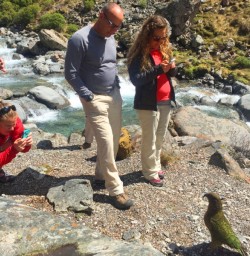 New Zealand native parrot