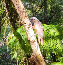 kaka bird in south island GE02FEB26