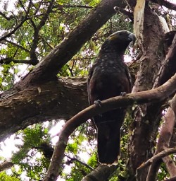 kaka in ulva island GW10FEb26