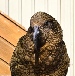 kea at Mt Luxmore Hut Kepler Track GW10FEB26