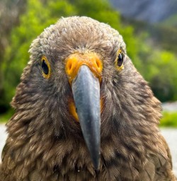 kea bird in fiordland national park