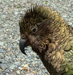 kea in Fiordland National Park MP10NOV25
