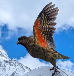 kea in fiordland national park MP03NOV25