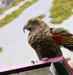 kea in mt cook national park PS16FEb26