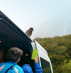 kea on the roof