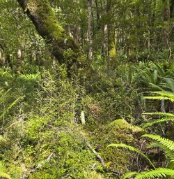 kepler track forest GW24FEB26