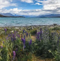 Lake Tekapo, Canterbury New Zealand