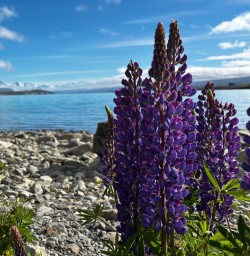 lupines Lake Tekapo KC10NOV25