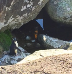 Fiordland Crested Penguin at Martins Bay