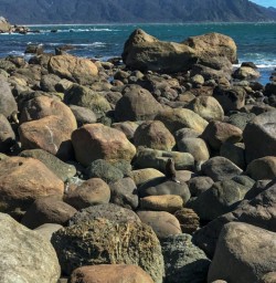 Martins Bay Seal Colony, Fiordland National Park Southland New Zealand