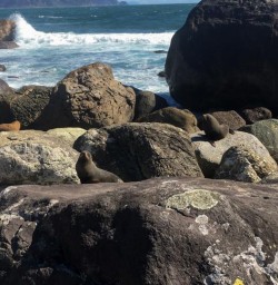 Martins Bay Seal Colony, Fiordland New Zealand