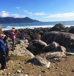 Seal Colony at Martins Bay