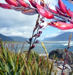 view of the hollyford valley from martins bay