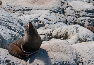 masterpiece new zealand fur seal
