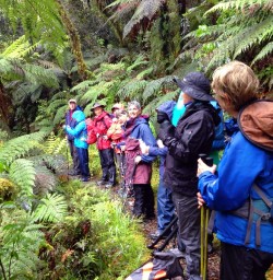 hikers in milford track forest