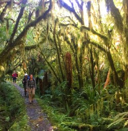 Rainforest on the Milford Track