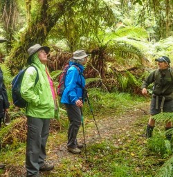 Milford Track Rainforest, Fiordland National Park, Southland New Zealand