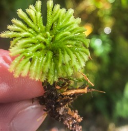 Moss on Hollyford Track, Fiordland National Park Southland New Zealand