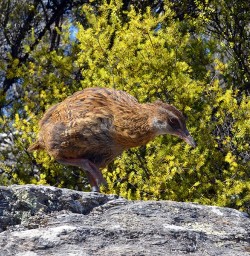 weka at mou waho island