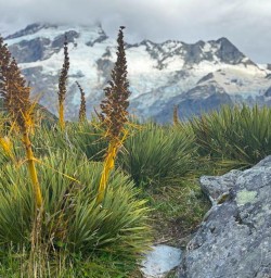 mt cook nationalpark RM26JAn26