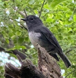 native birds on Ulva Island Sanctuary GW18NOV25