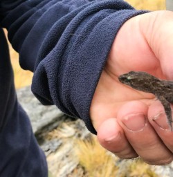 Native Gecko at Mou Waho Island, Lake Wanaka Otago New Zealand