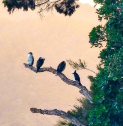native wildlife ulva island GW10FEB26