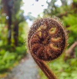 New Zealand Fern Symbol