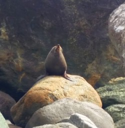 new zealand fur seal