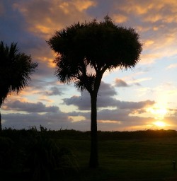 new zealand sunset cabbage tree