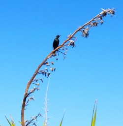 tui on flax flower