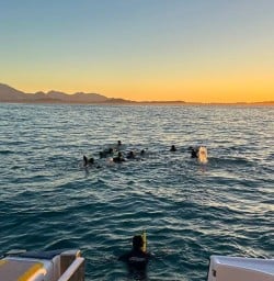 our guests swimming with dolphins in Kaikoura RM23MAR26