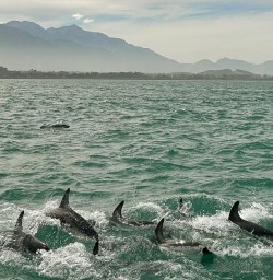 playful dolphins in Kaikoura GE30MAR26
