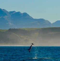 playful dolphins in Kaikoura RM23MAR26