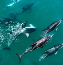 playful dusky dolphins in kaikoura GE26JAn26