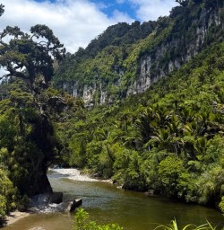 pororari river track in paparoa west coast RM12JAN26