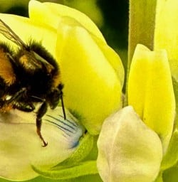 Pure south bumblebee