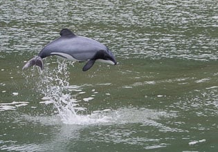 pure south hectors dolphin