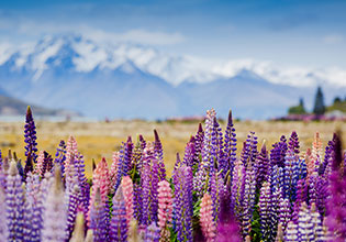 pure south tekapo