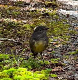 robin bird south island MP02FEb26