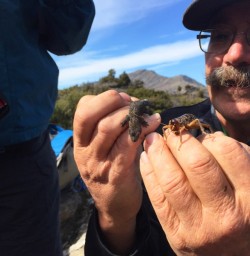 New Zealand wildlife