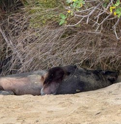 seal Ulva island GW18NOV25