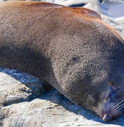 seal in Kaikoura GE10NOV25