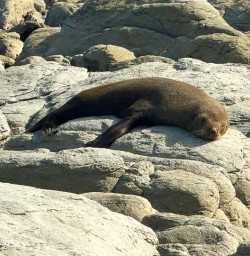 seal in kaikoura MP05JAn26