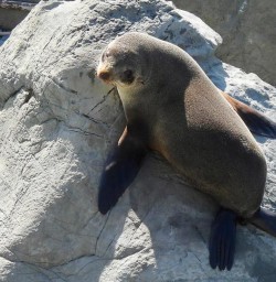 seal pup in Kaikoura GE03NOV25