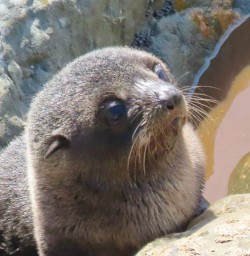 seal pup in kaikoura MP24NOV25
