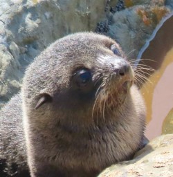 seal pup in kaikoura MP24NOV25