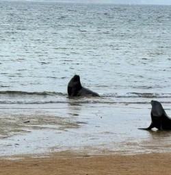 seals Ulva Island GW18NOV25