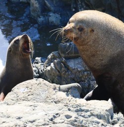 seals in Kaikoura GE08DEC25