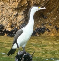 shag in queen charlotte sound MP05JAN26
